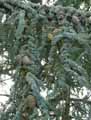 Cedrus atlantica Glauca