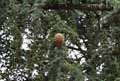 Pinaceae-Cedrus-atlantica-Glauca-Cedre-de-l-Atlas-Cedre-bleu-Cedre-argente.jpg