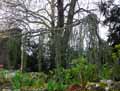 Cedrus atlantica Glauca Pendula