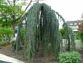 Pinaceae-Cedrus-atlantica-Glauca-Pendula-Cedre-bleu-de-l-Atlas-pleureur.jpg
