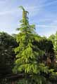 Pinaceae-Cedrus-deodara-Cedre-de-l-Himalaya-Deodar.jpg