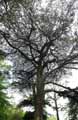 Cedrus libani