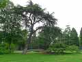 Cedrus libani