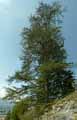 Pinaceae-Cedrus-libani-Cedre-du-Liban.jpg