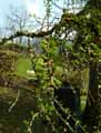 Larix decidua