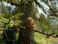 Larix decidua