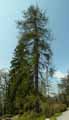 Larix decidua