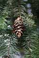 Picea abies
