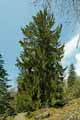 Picea abies