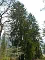 Picea abies