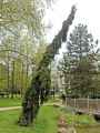 Picea abies Inversa