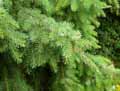 Picea omorika