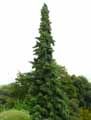 Picea omorika