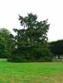 Pinaceae-Picea-omorika-Epicea-de-Serbie.jpg