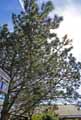 Pinaceae-Pinus-maritima-Pinus-pinaster-Pin-maritime-Pin-de-Bordeaux-Pin-des-Landes.jpg