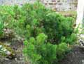 Pinus mugo