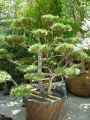 Pinaceae-Pinus-nigra-Thonney-Pin-noir-9594.jpg