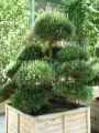Pinus nigra austriaca