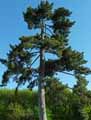 Pinus nigra laricio