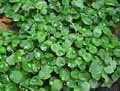 Peperomia caperata