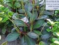 Peperomia clusiifolia