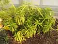 Peperomia dolabriformis