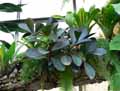 Peperomia obtusifolia, Piper obtusifolium