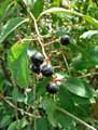 Piperaceae-Piper-auritum-var.-amplifolium-Poivrier-Mexicain.jpg