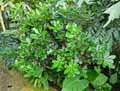 Pittosporum tobira