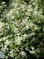 Pittosporum x Irene Paterson