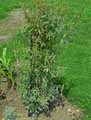 Sollya heterophylla