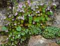 Cymbalaria muralis, Linaria muralis