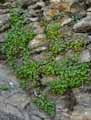 Cymbalaria muralis, Linaria muralis