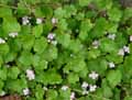 Cymbalaria muralis, Linaria muralis