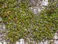 Cymbalaria muralis, Linaria muralis