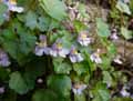 Plantaginaceae-Cymbalaria-muralis-Linaria-muralis-Cymbalaire-des-murs-Linaire-des-murs-Linaire-cymbalaire-Ruine-de-Rome.jpg