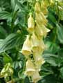 Digitalis ambigua