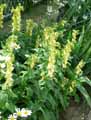 Plantaginaceae-Digitalis-ambigua-Digitale-a-grandes-fleurs.jpg