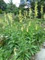 Digitalis grandiflora