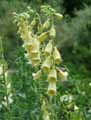 Plantaginaceae-Digitalis-grandiflora-Digitale-a-grandes-fleurs.jpg