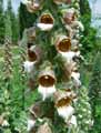 Digitalis lanata