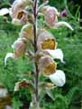 Digitalis lanata