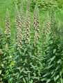 Plantaginaceae-Digitalis-lanata-Digitale-laineuse.jpg