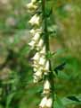 Plantaginaceae-Digitalis-lutea-Digitale-jaune-Petite-Digitale.jpg