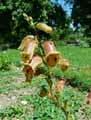 Plantaginaceae-Digitalis-obscura-Digitale-obscure.jpg