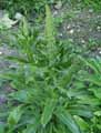 Plantaginaceae-Digitalis-parviflora-Digitale-jaune-Petite-Digitale.jpg