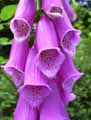 Digitalis purpurea