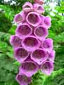 Digitalis purpurea