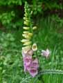 Digitalis purpurea