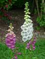 Digitalis purpurea